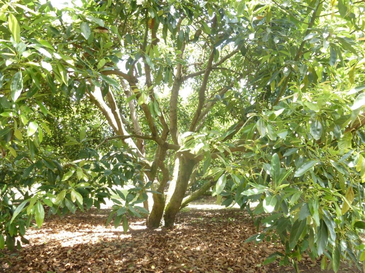 Paradise Grove Whangamata Eksteriør billede